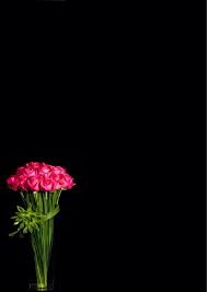 Black Background With Rose Petals Pin By عماد غنايم On فریم Happy Flowers Red Roses Wallpaper Black Background Wallpaper