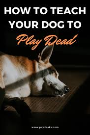 How to teach a dog to play dead is a great trick for you to do in front of friends. How To Teach Your Dog To Play Dead Dog Training Dog Behavior Problems Your Dog