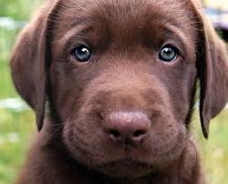 Pin On Dogs
