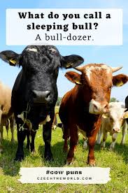 For me personally jokes about cows are a bit like dad jokes. 155 Best Cow Puns That Are Simply Legen Dairy 2021