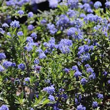 Image result for Ceanothus