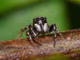 The Jumping Spider Family Salticidae Contains More Than 500 Described Genera And About 5 000 Described Spe Jumping Spider Animal Antics Animals Of The World