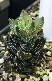 The more sun exposure the plant receives, the darker purple its leaves turn into. 118 Different Types Of Succulents With Pictures Indoor Outdoor