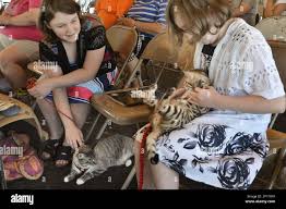 Chloe Hawkins, 11, with her domestic short-haired cat, Mittens, at left,  and Kaylee Poe, 10, with her Bengal cat, Chunkie, wait for judging to begin  at the 4-H Cat Show and Mini
