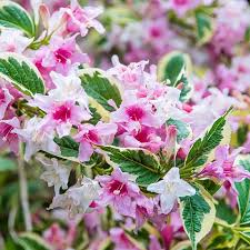 Image result for Weigela