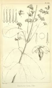 Image result for Oncinotis