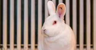 If you are interested in having your pet(s) stay with us, please feel free to email, call or text at: Pet Sitting For Birds Rabbits Reptiles Etc