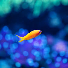 These realistic orange fish aquarium can be customized as gifts. Small Fish Wallpaper 8wallpapers