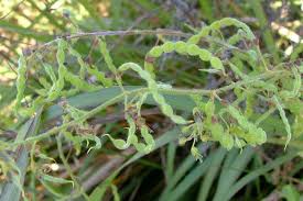 Image result for Desmodium uncinatum