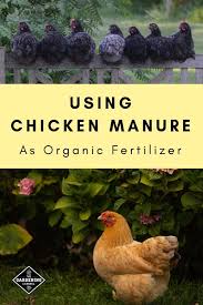 Check spelling or type a new query. Using Chicken Poop As An Organic Fertilizer Gardening Channel