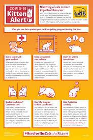 To stop your cat spraying, it's important to think about the causes. Neutering Cat Neutering During Coronavirus Crisis Cats Protection