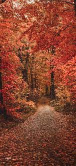 Awesome autumn wallpaper for desktop, table, and mobile. Best Fall Iphone X Hd Wallpapers Ilikewallpaper