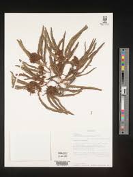 Image result for Brachystegia microphylla
