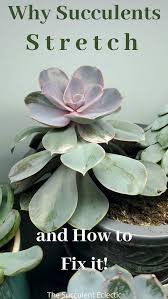 Succulents stretching under grow light. Etiolated Succulent Growing Tall Stretched The Succulent Eclectic Succulents Succulent Care Propagating Succulents