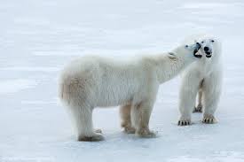 Male polar bears stand about 10 feet tall on their hind legs. 10 Facts About Polar Bears Polar Bears International