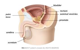 Urothelial cancer can happen in the kidneys and ureters, too, but it's much more common in the bladder. Bladder Cancer Patient Information