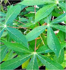 Image result for Manihot esculenta