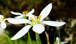 We did not find results for: Types Of White Lilies And How To Care For Them Crate And Basket