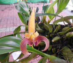 Image result for Bulbophyllum unifoliatum
