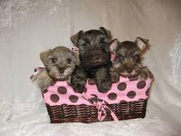 Check spelling or type a new query. Liver Chocolate Miniature Schnauzer Female For Sale In Cypress Texas Classified Americanlisted Com