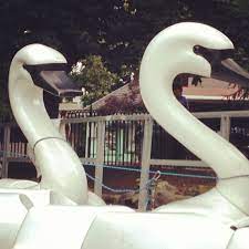 stop looking at me swan park slide zoo swan