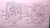 Maybe you would like to learn more about one of these? Simplest Way Of Drawing Animal Cell Diagram How To Draw Animal Cell In Easy Way Youtube