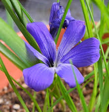 Image result for Tecophilaeaceae