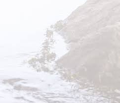 Image result for Croton polytrichus