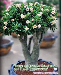 Pin On Bonsai