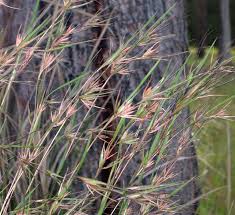 Image result for Themeda