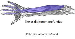 Can you think of a. Flexor Digitorum Profundus Origin Action Insertion Study Com