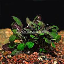 Cardinal Plant Lobelia Cardinalis Dwarf Aquatic Plants For Freshwater Aquariums Plants Planted Aquarium Aquatic Plants