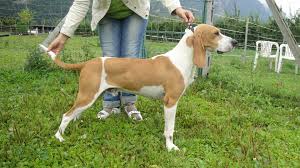 Image result for švycký honič