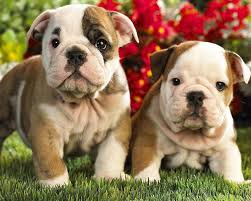 Feb 14, 2020 · as with any puzzle toy, these are meant to be used under supervision. French Bulldogs Jigsaw Puzzle For Android Apk Download