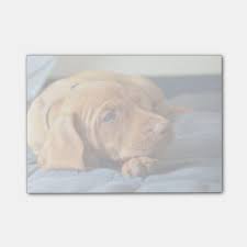 Maybe you would like to learn more about one of these? Vizsla Puppy Resting On Its Paw Post It Notes Zazzle Com Vizsla Puppies Post It Notes