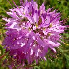 Image result for Cleome rubella
