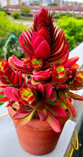 Image result for Crassula capitella