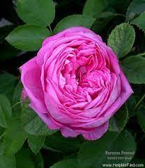 Baronne Prevost Rose Photo Rose Rose Photos Beautiful Roses