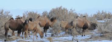 Wild bactrian camels appear similar to domestic bactrian camels but they have descended from two distinct ancestors. Close Neighbors And Distant Relatives A Story Of Bactrian Camels Nature Portfolio Ecology Evolution Community