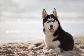 Husky Lab Mix Why Huskadors Are Better Than Labs Perfect Dog Breeds
