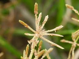 Image result for Cyperus tenuispica