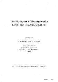 Image result for Brachycorythis velutina