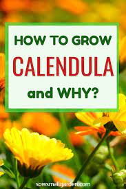 How To Grow Calendula Sow Small Garden Flower Garden Plants Garden Types Garden Plants