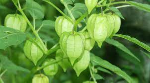 Sedangkan untuk anda yang mempunyai lahan. 30 Tanaman Apotek Hidup Dan Manfaatnya Part 3 Lifestyle Fimela Com