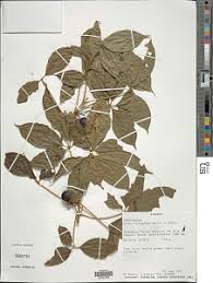 Image result for Vitex ferruginea