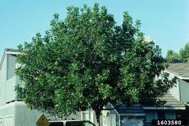 Check spelling or type a new query. Carrotwood Tree Problems Carrotwood Tuckeroo