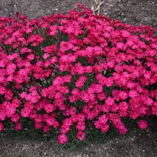 Beneath is a game mode for paint the town red. Dianthus Paint The Town Red Pp33293 Cpbraf Walters Gardens Inc