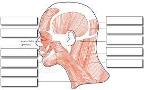 Understand the structure of a muscle. Label The Muscles Of The Head