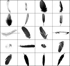 Dummies has always stood for taking on complex concepts and making them easy to understand. Free Feather Brushes Adobe Photoshop Photoshop Free Brushes 123freebrushes
