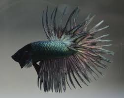 Crowntail betta fish have extensions on their tails than make their tails look something like a crown. Archived Auction Fwbettasct1395718786 Black Mask Fancy Copper Ct Male Ended Mon Mar 24 22 39 46 2014 Black Mask Betta Fish Pet